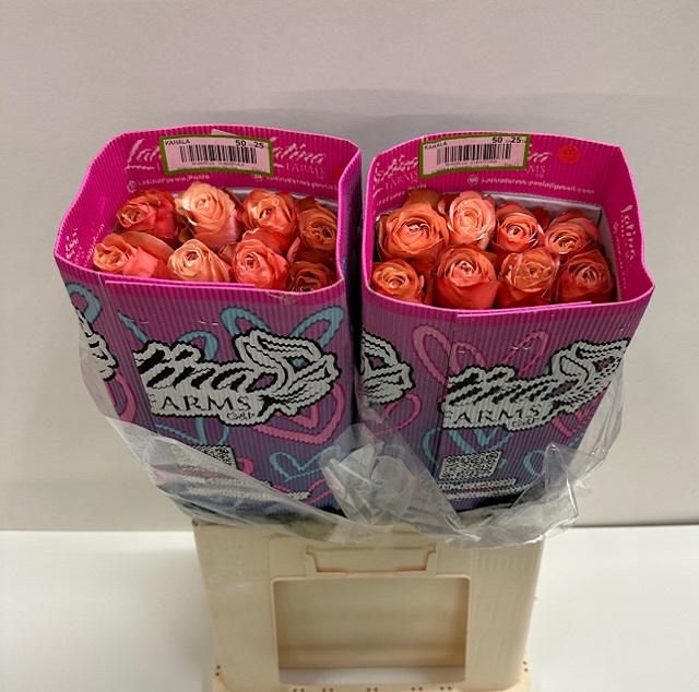 Rosa ec kahala LT.jpg